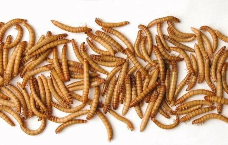 Молдаванам предлагают включить в свой рацион мучных жуков