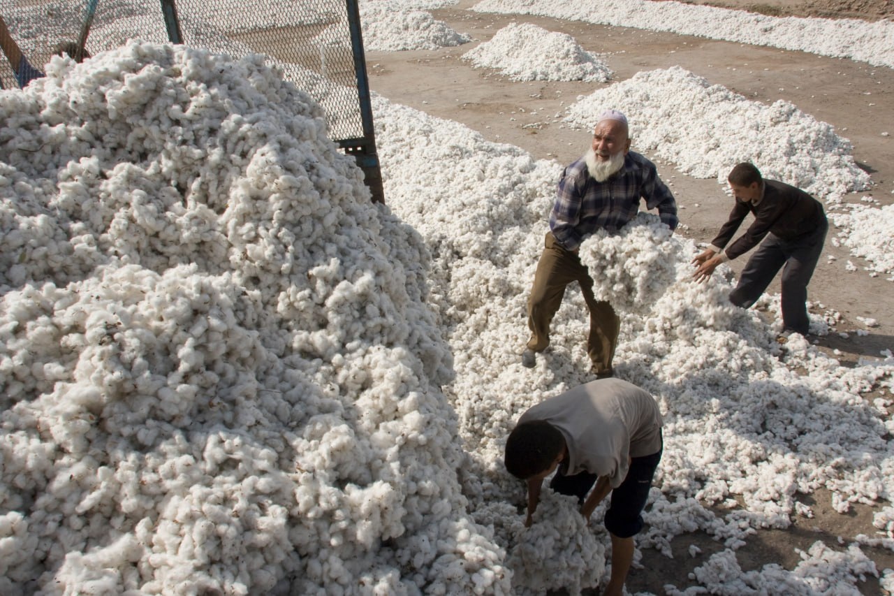 цены на хлопок начали расти после спада, но спрос остаётся слабым