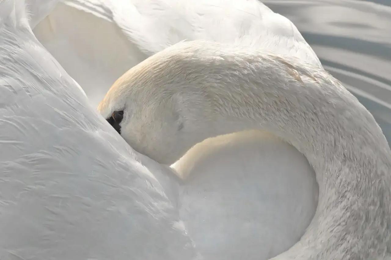 на озере караколь в казахстане нашли 828 погибших лебедей