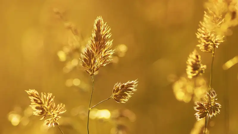 дожди и очень сильная жара в казахстане: погода во вторник, 30 июля 2024