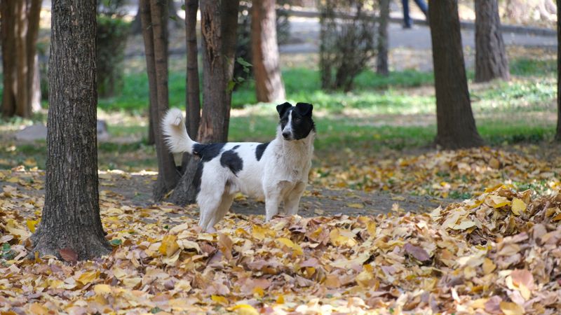 в казахстане разработали новые правила отлова бездомных животных