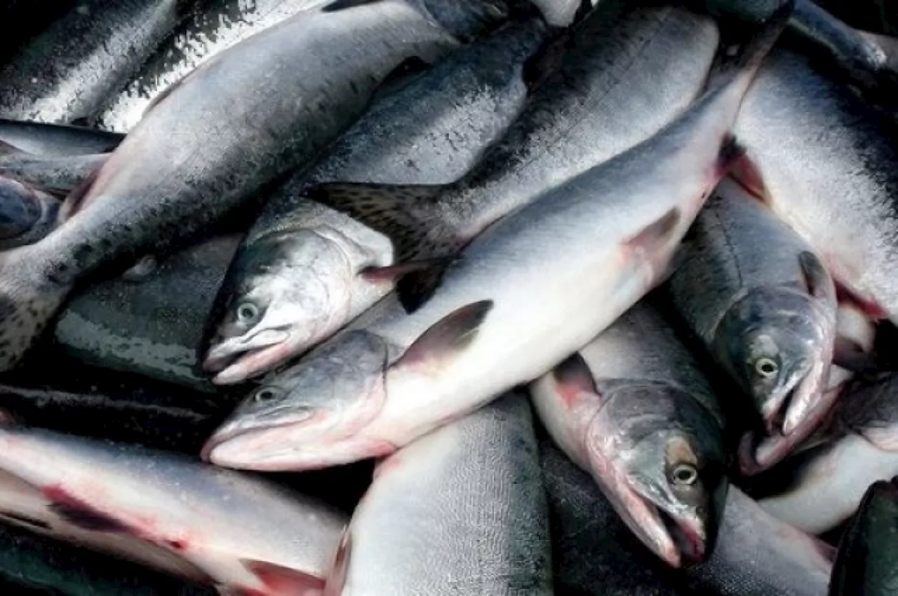 рыбный прорыв: российские поставщики ворвались на рынок узбекистана 