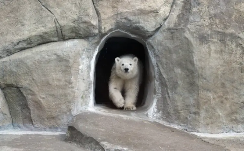 белый медведь может стать инструментом дипломатии россии