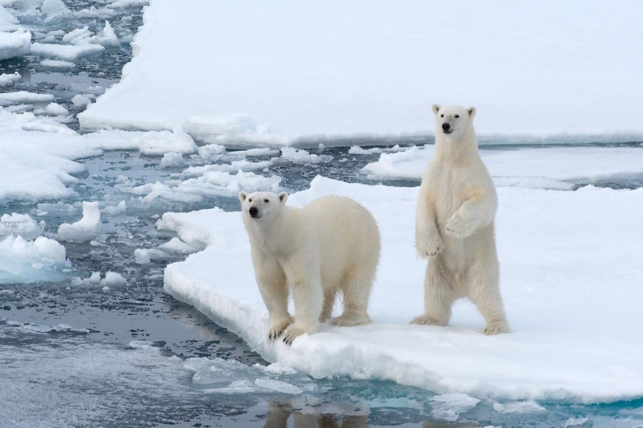 Арктика в эпоху многополярности: безопасность, технологии и международное сотрудничество на ВЭФ-2025