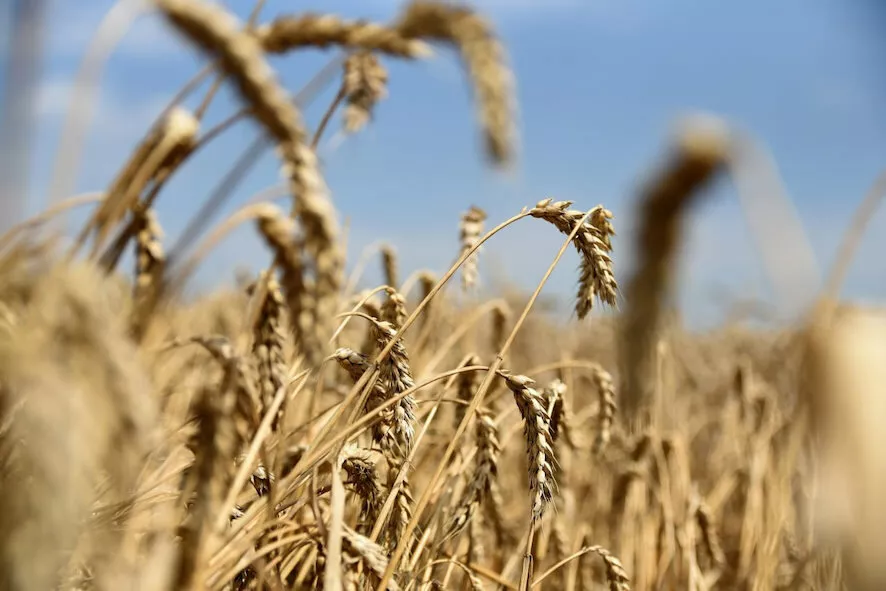 казахстан нашёл в китае рынок сбыта для своей пшеницы