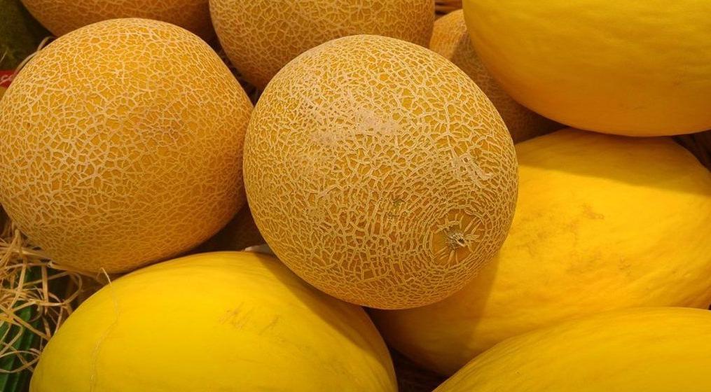 В Узбекистане стартовал сезон сбора ранних дынь