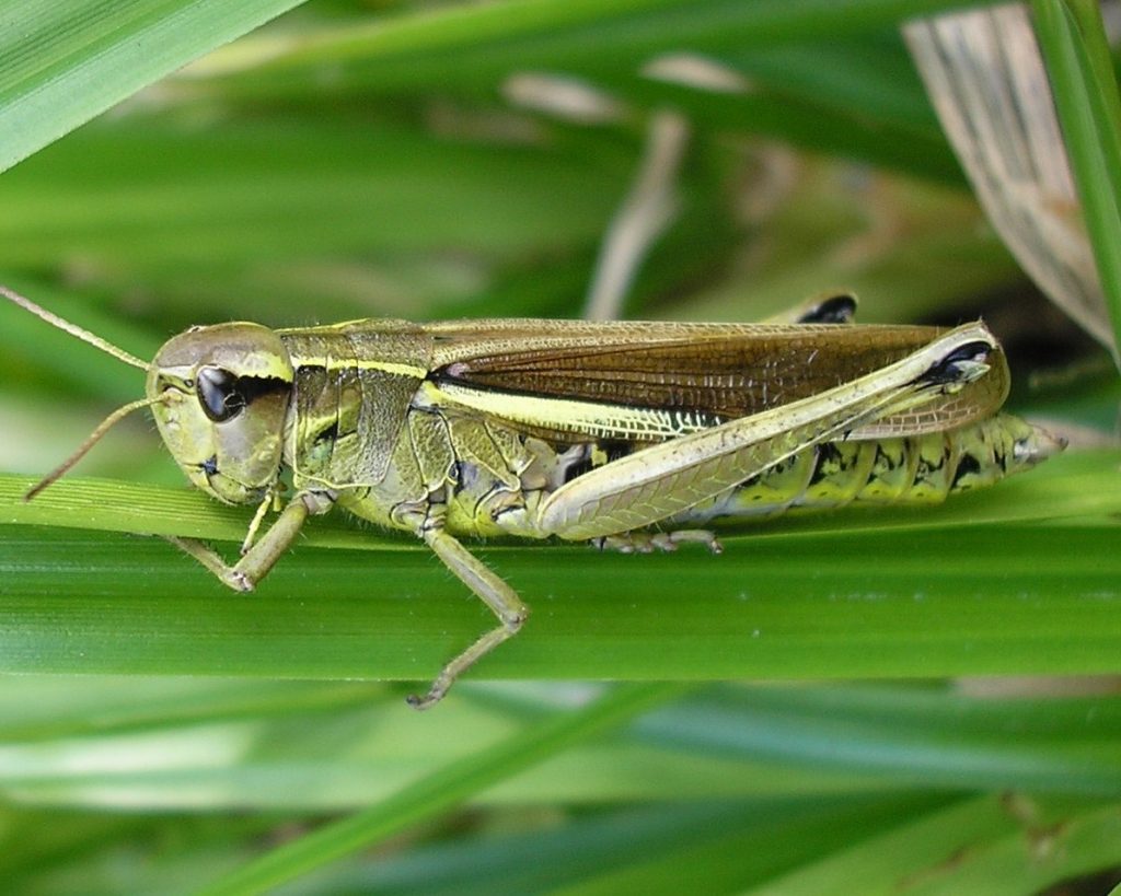 сельское хозяйство казахстана продолжают спасать от итальянской саранчи