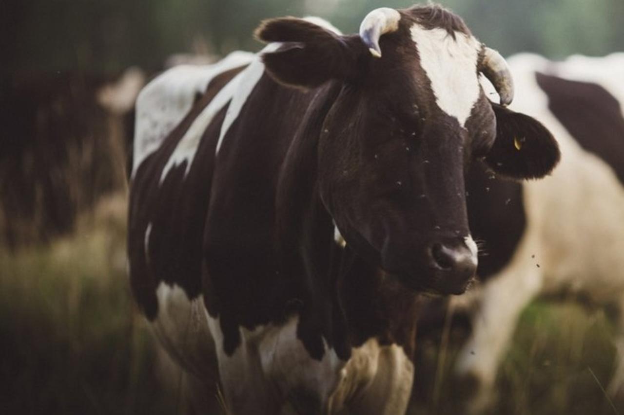 минсельхоз кыргызстана реализует программу льготного кредитования животноводов под 3% годовых