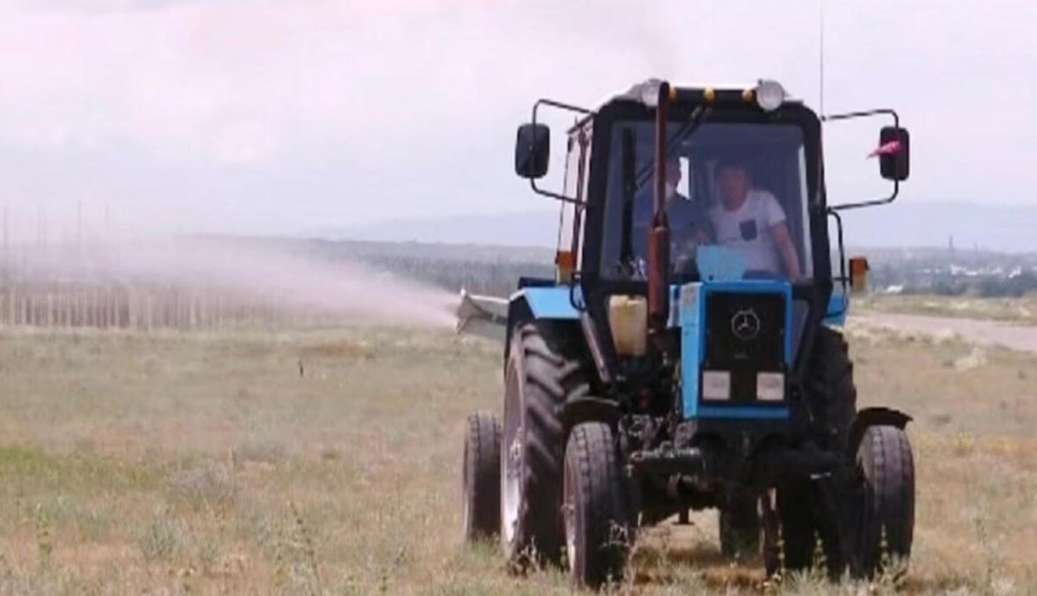 саранча наступает: власти казахстана прогнозируют нашествие на 1,5 млн. га