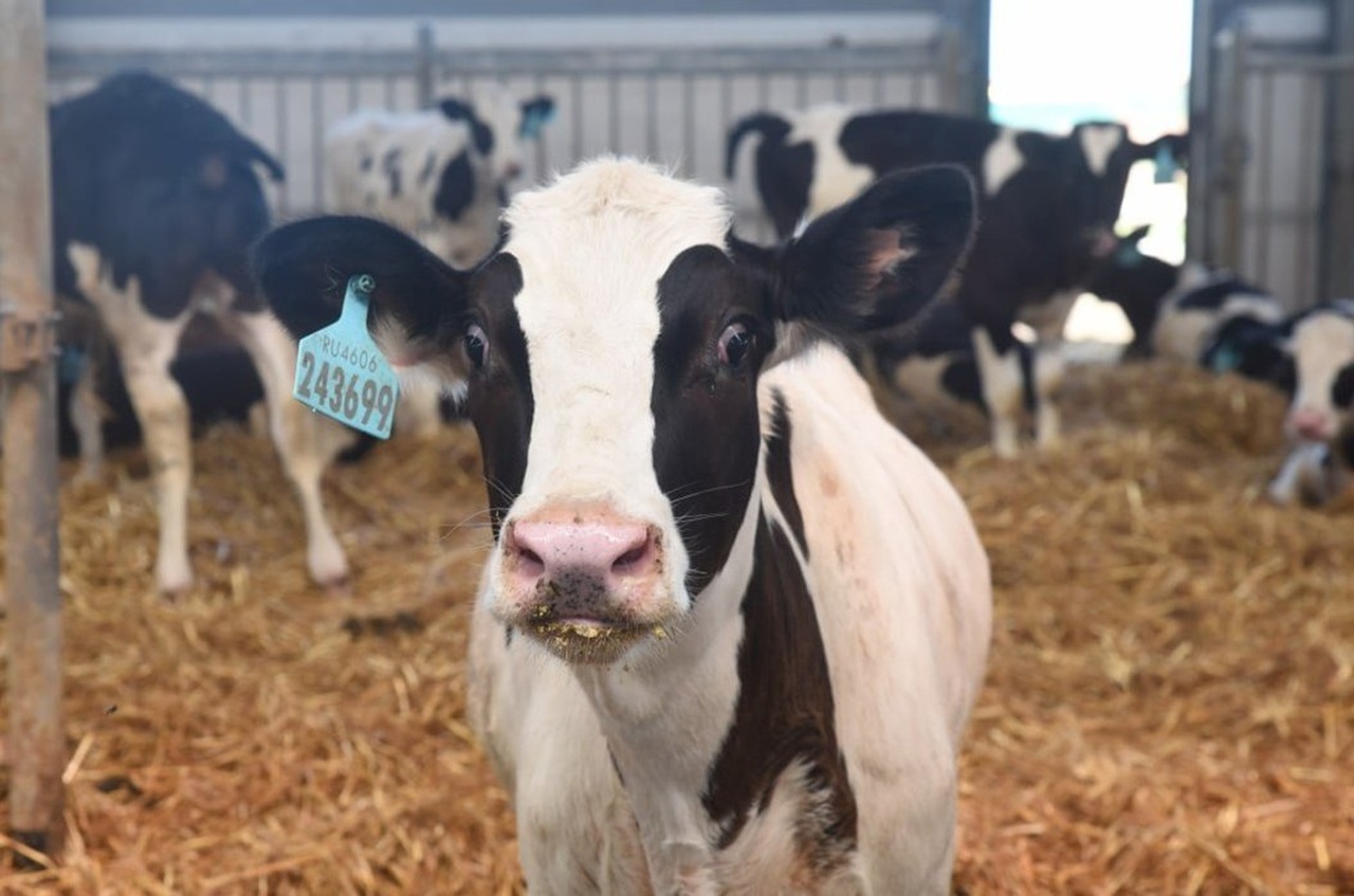 племенной скот из россии завезли в таджикистан