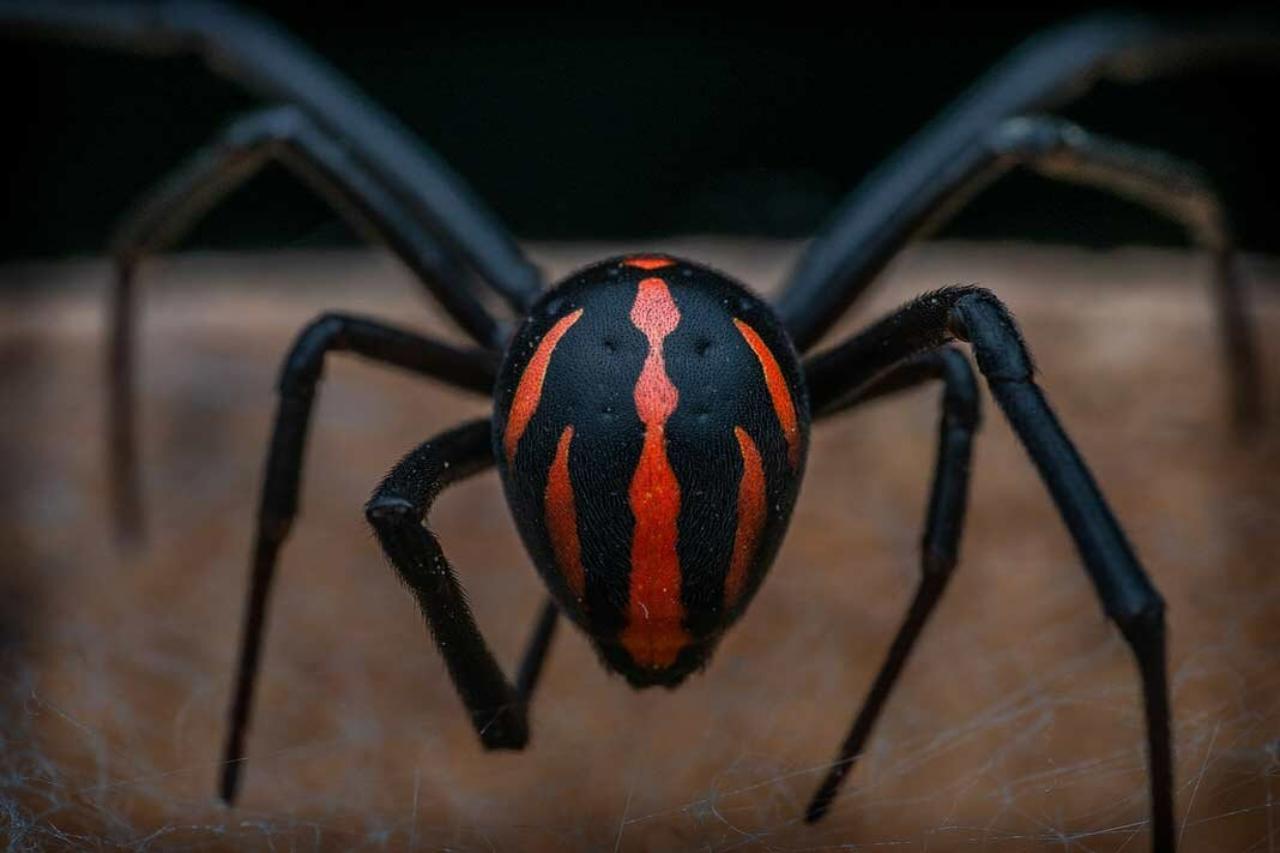 виды ядовитых пауков фото