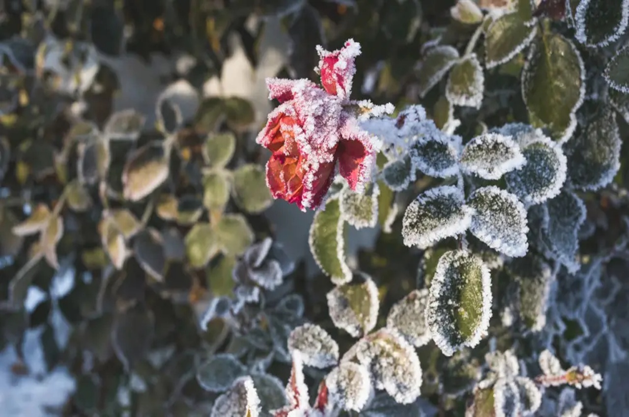 в казахстане в январе 2026 года ожидается аномальная зима: теплее нормы, но с резкими похолоданиями