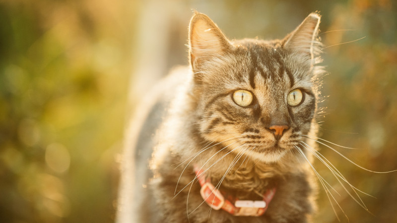 обязательная регистрация собак и кошек заработала в казахстане