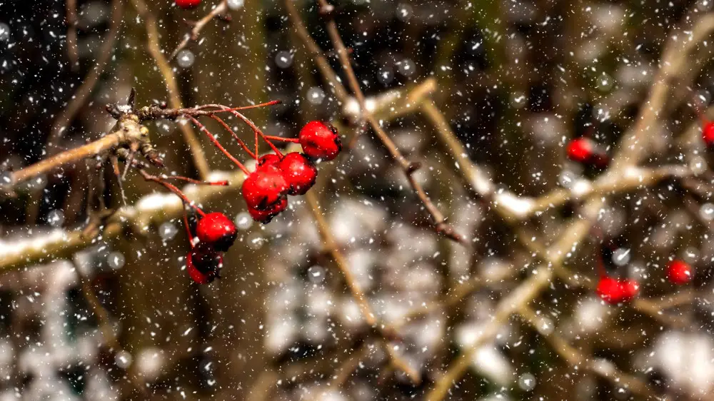 дожди со снегом, гололед и сильный ветер ожидаются в казахстане: погода во вторник, 5 ноября 2024