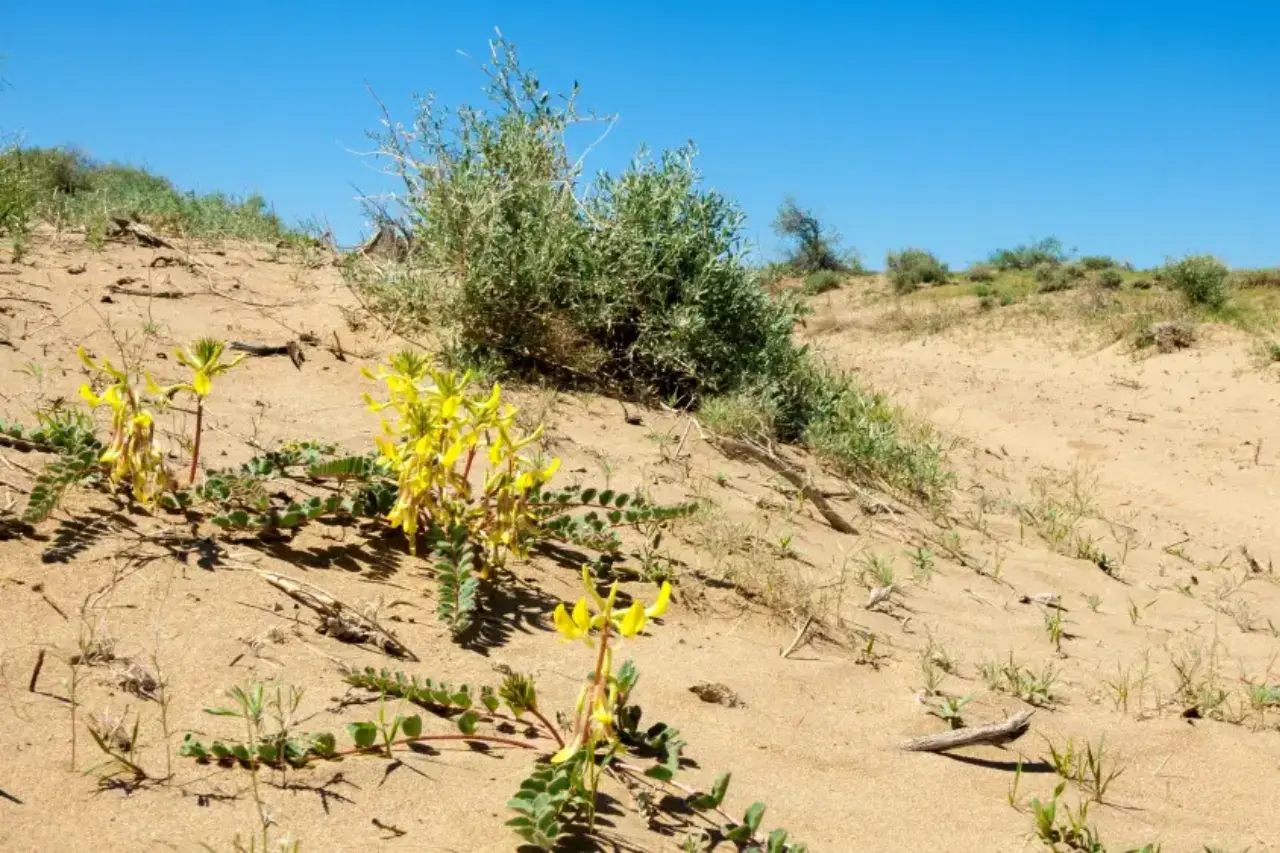 до +40 ожидают в казахстане в пятницу, 6 июня 2025 года