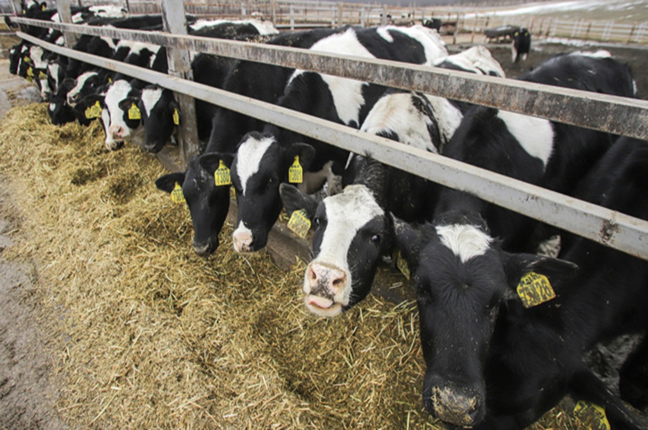 россия в 2025 году экспортировала рекордные 290 тыс. голов крупного рогатого скота 