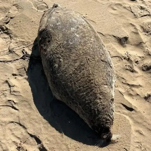 экологическая катастрофа в казахстане: туши тюленей и осетров нашли на побережье каспия