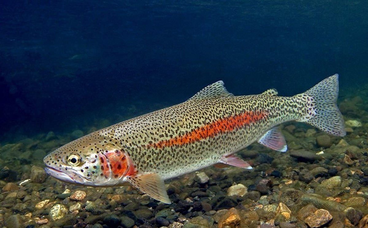 при поддержке рф в кыргызстане открылся завод по производству кормов для форели