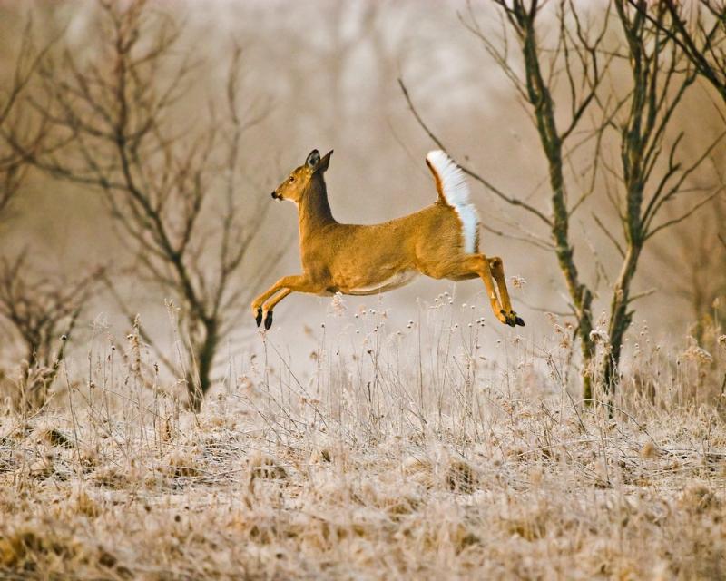 косули стали частыми гостями в петропавловске