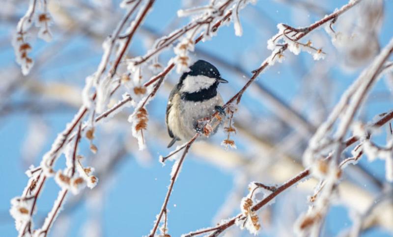 морозы вскоре вернутся: погода в казахстане в среду, 6 марта 2024