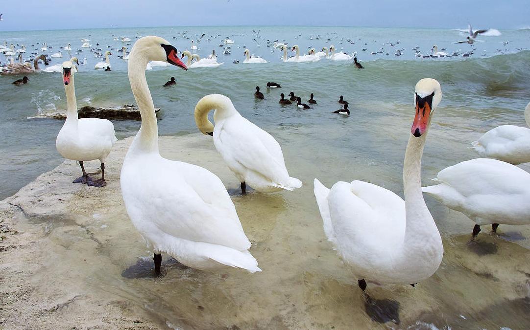 на побережье каспийского моря произошла массовая гибель уток и лебедей