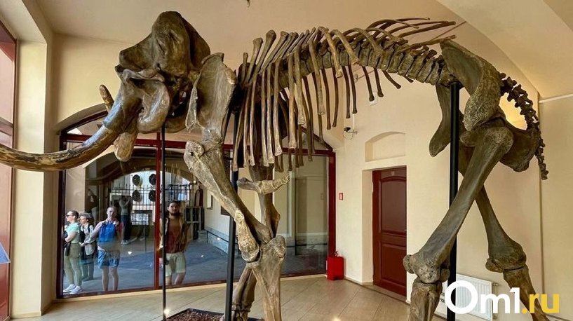 в казахстане впервые будет показан самый полный скелет мамонта в мире