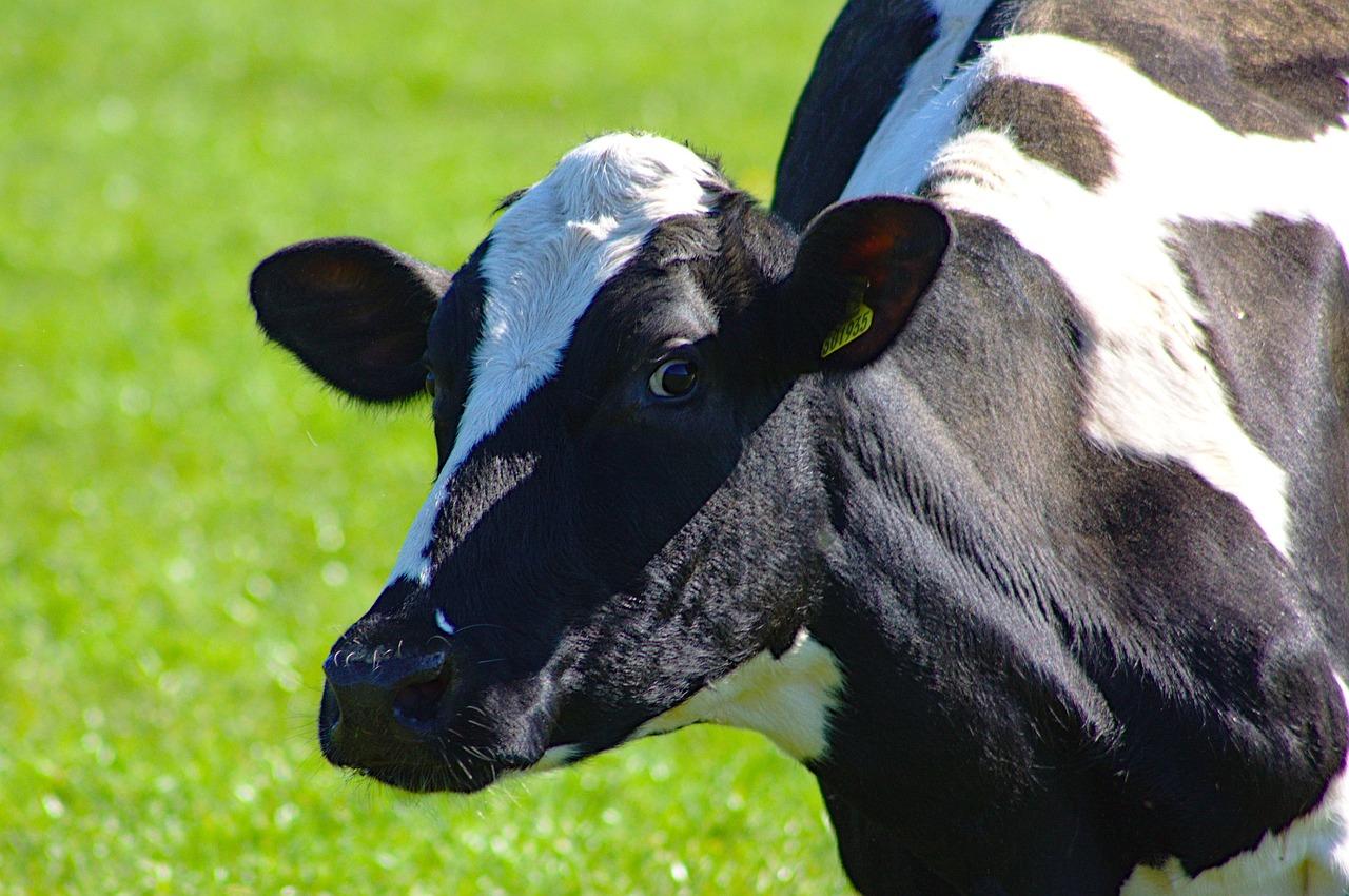 россия нарастила экспорт животных в узбекистан более чем в 13 раз 