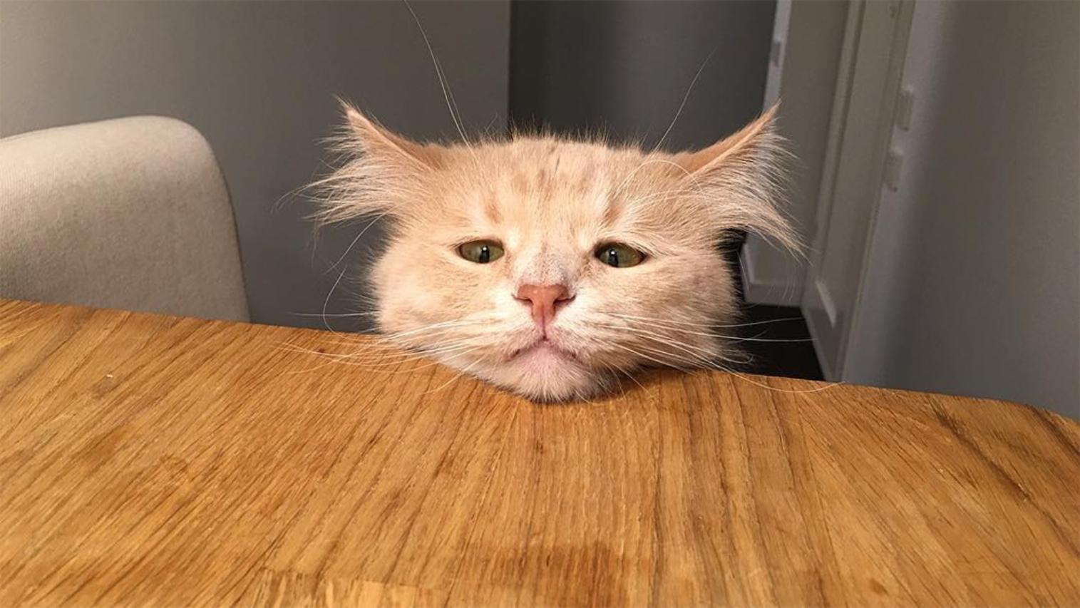 единые требования к кормам для стран еаэс готовят в казахстане: что изменится