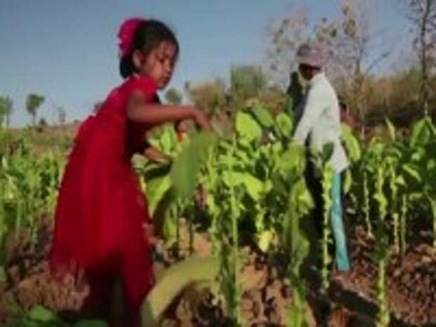 американцы использовали труд детей на плантациях в казахстане