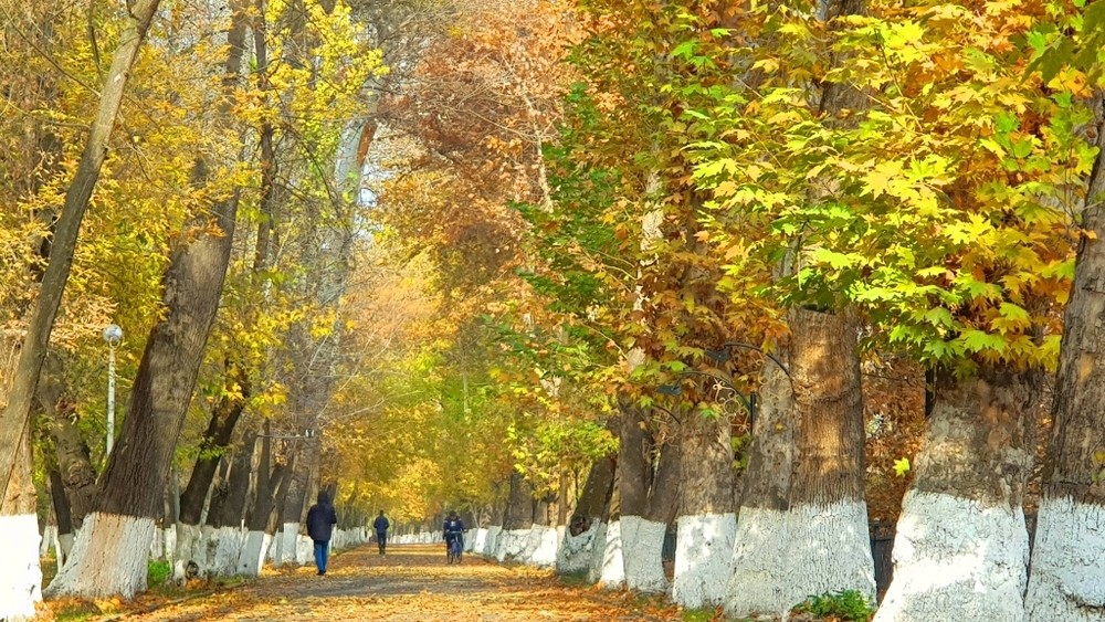 комфортная температура установится в узбекистане и кыргызстане: погода на предстоящую неделю, 2 — 8 сентября 2024