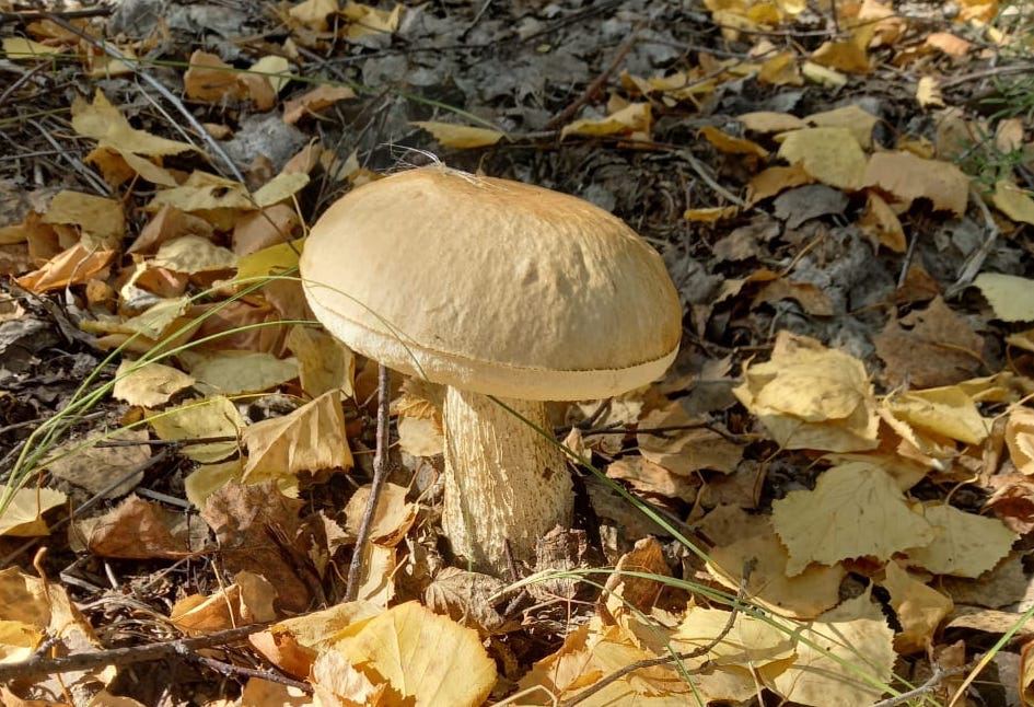 пыльная буря и неустойчивая погода в казахстане: прогноз на понедельник, 2 сентября 2024