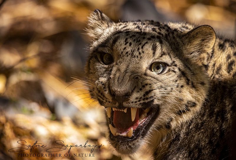 зоопарк алма-аты выпустил на свободу снежного барса, оказавшегося в неволе