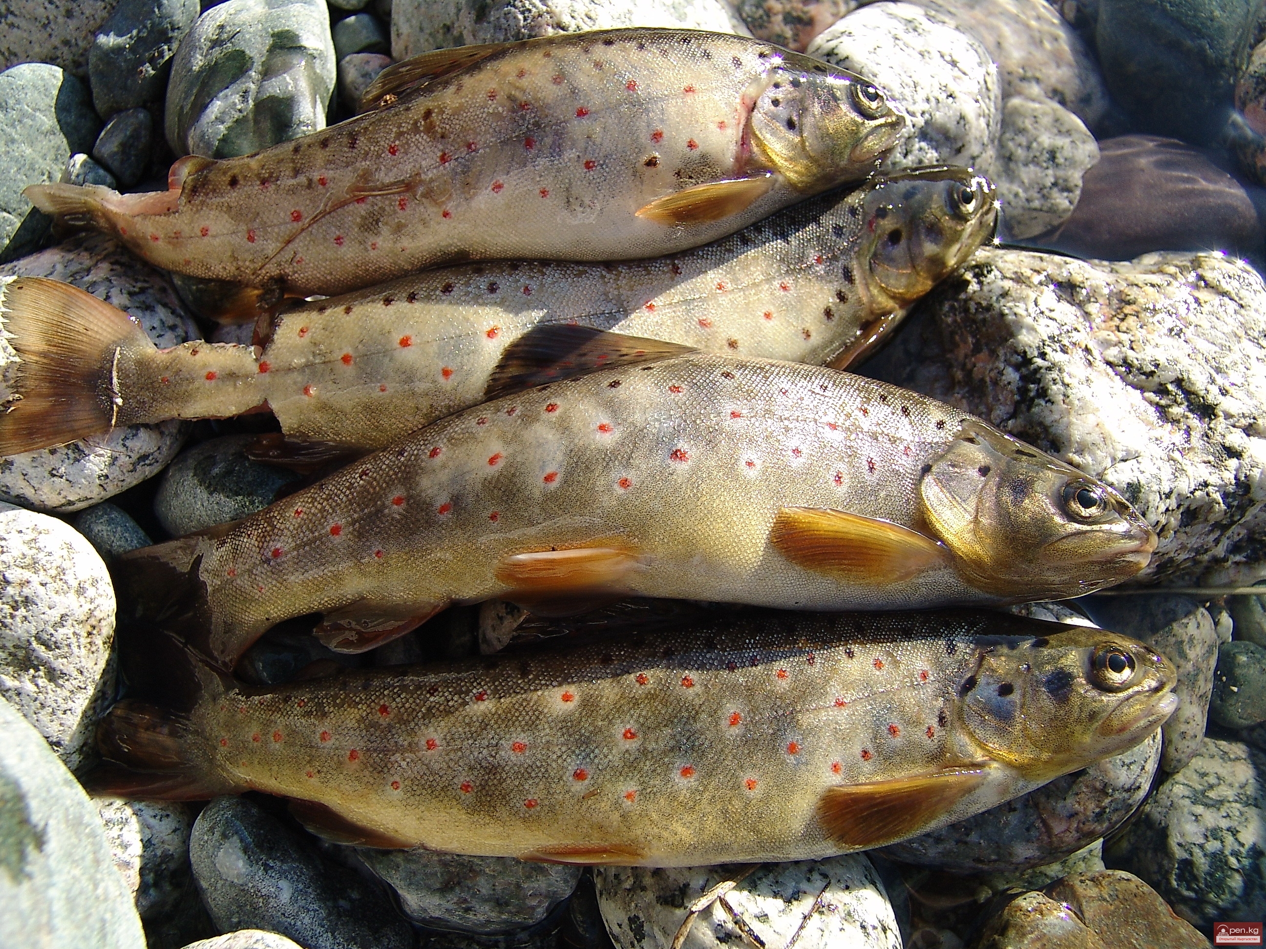 возобновить частично экспорт рыбы в россию планируют в киргизии