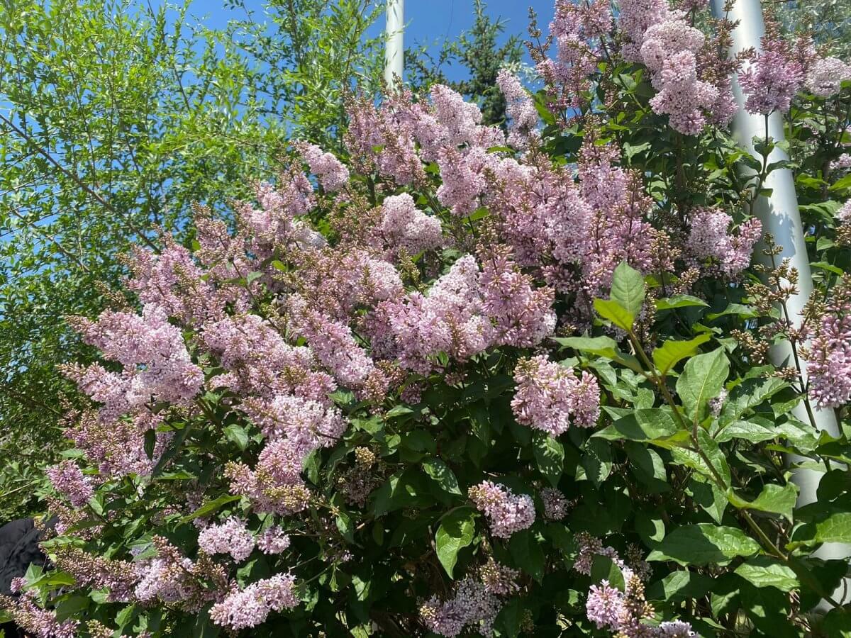 сильная жара и проливные дожди с ветром: погода в казахстане в пятницу, 7 июня 2024