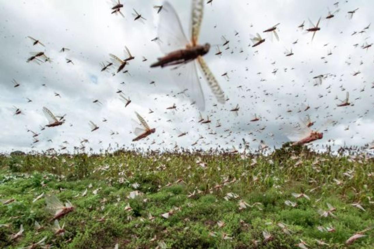 казахстан и кыргызстан объединяют усилия в борьбе с саранчой