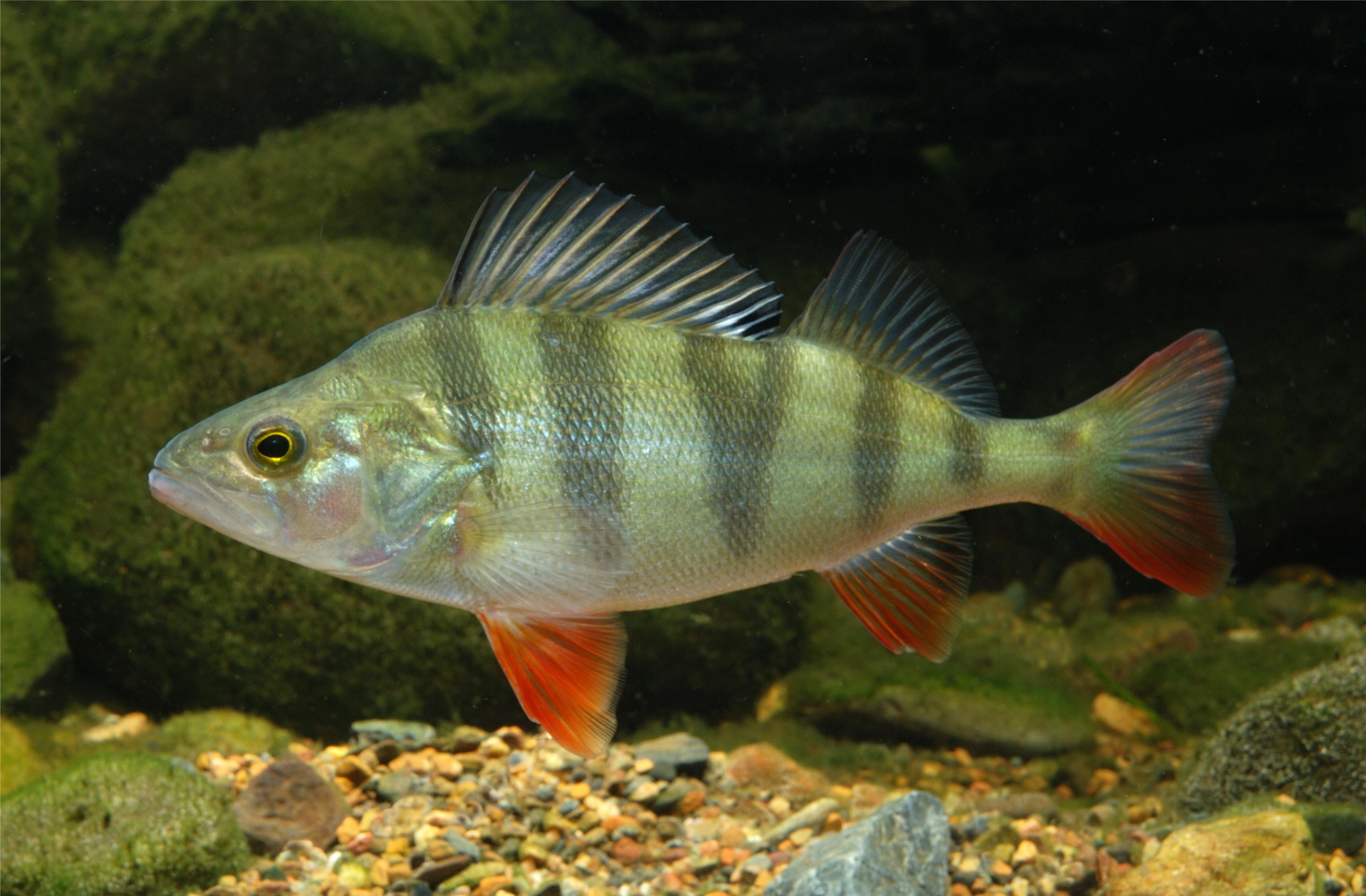 с 1 июля 2024 года в казахстане для населения вводится новый лимит на вылов рыбы