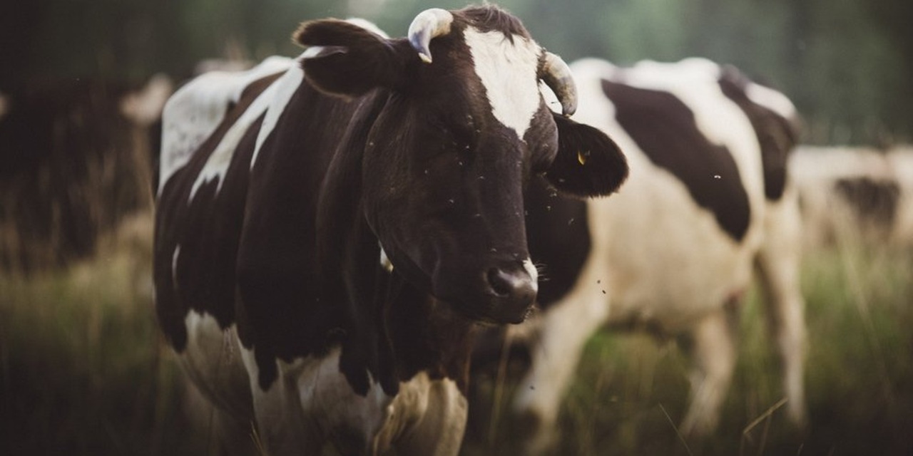 минсельхоз кыргызстана реализует программу льготного кредитования животноводов под 3% годовых