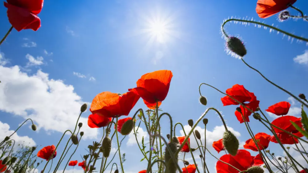 дожди и жара до +40 в казахстане: погода в пятницу, 12 июля 2024