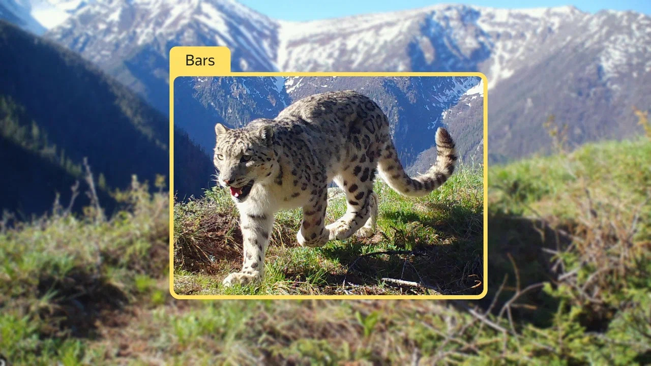 день снежного барса: российские технологии помогут спасти ирбиса, ставшего символом центральной азии