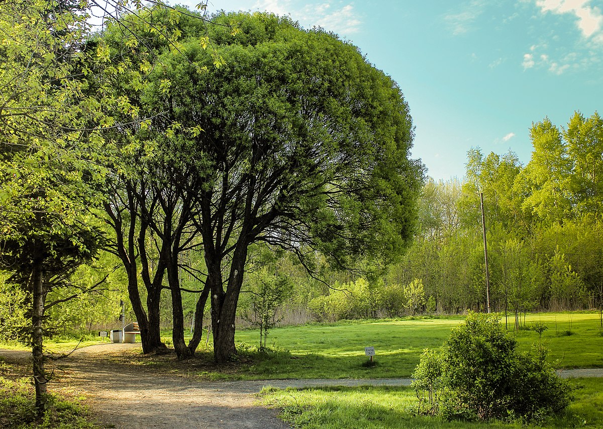 жители казахстанского риддера просят власти не вырубать дендропарк 