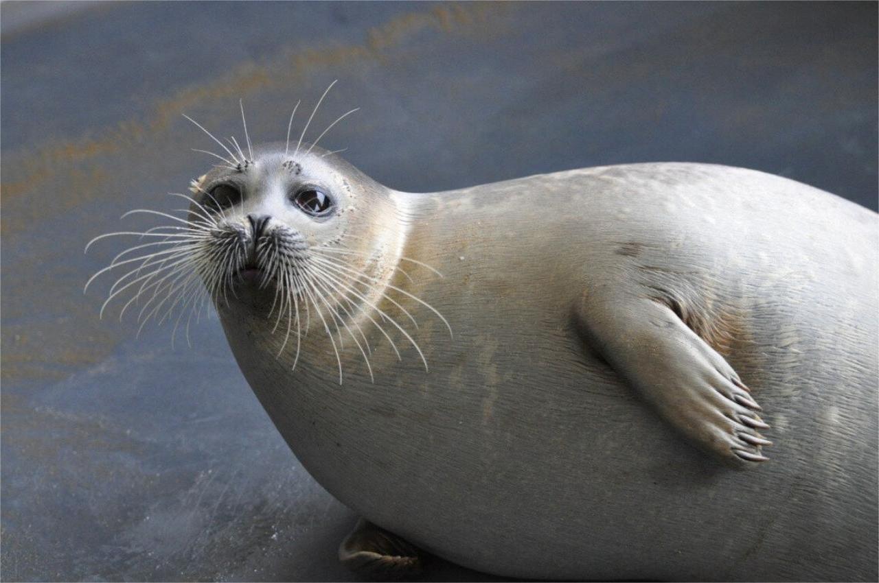 в иране отрылся центр по сохранению каспийского тюленя 