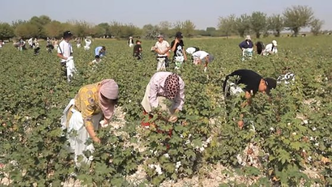 учителя и школьники таджикистана вынуждены бросать учебу ради сбора хлопка: