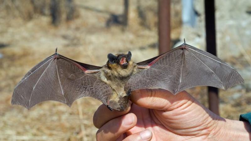 два вида редких клещей нашли в казахстане: их проверят на коронавирусы