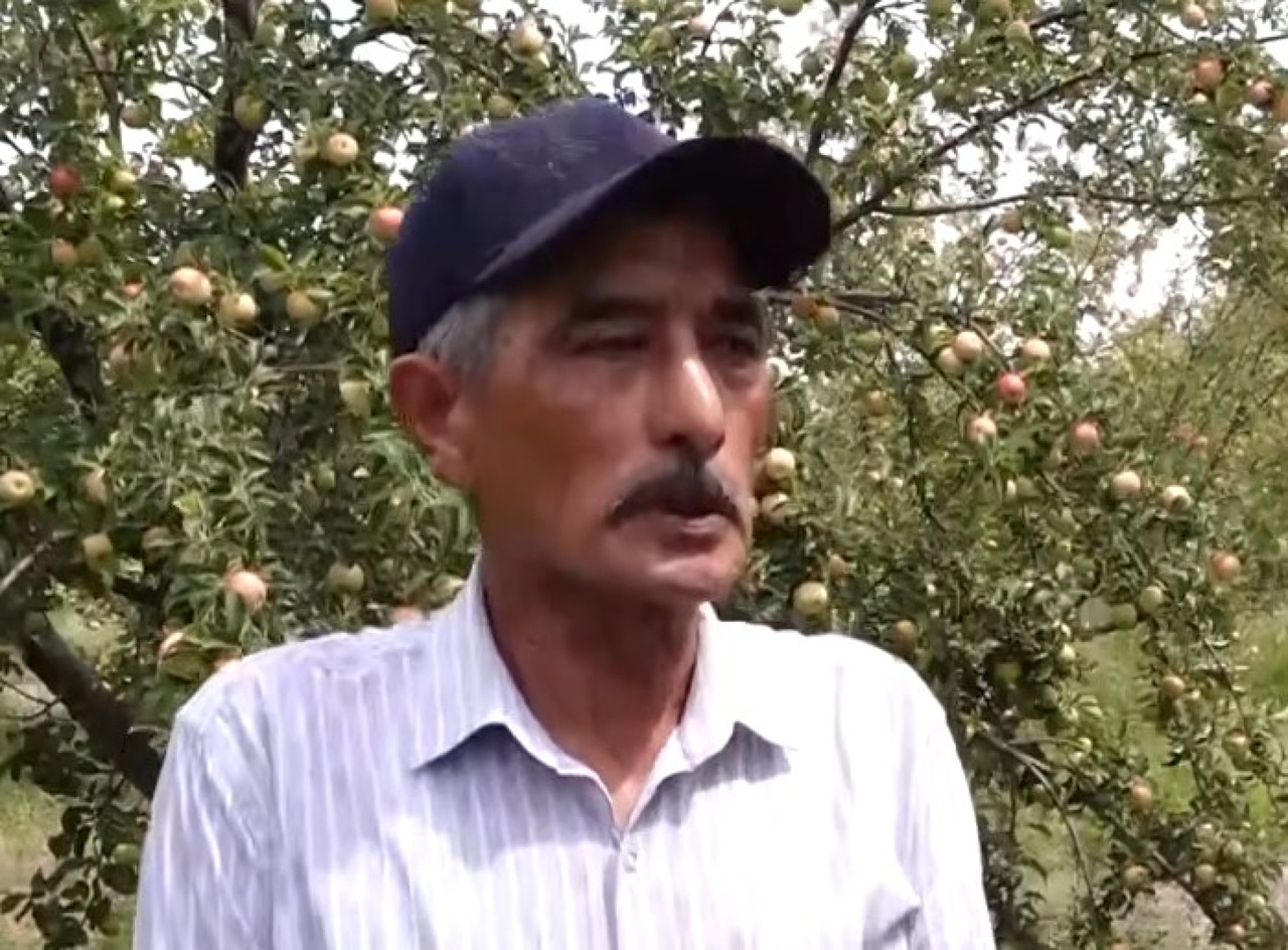 казахстанский садовод возродил выращивание алматинского апорта в пригороде атырау