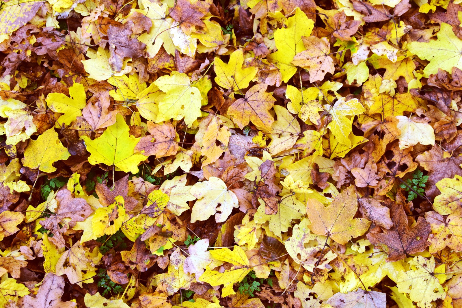 дожди, сильный ветер и снег ожидают казахстан: погода на предстоящую неделю, с 28 октября по 3 ноября 2024