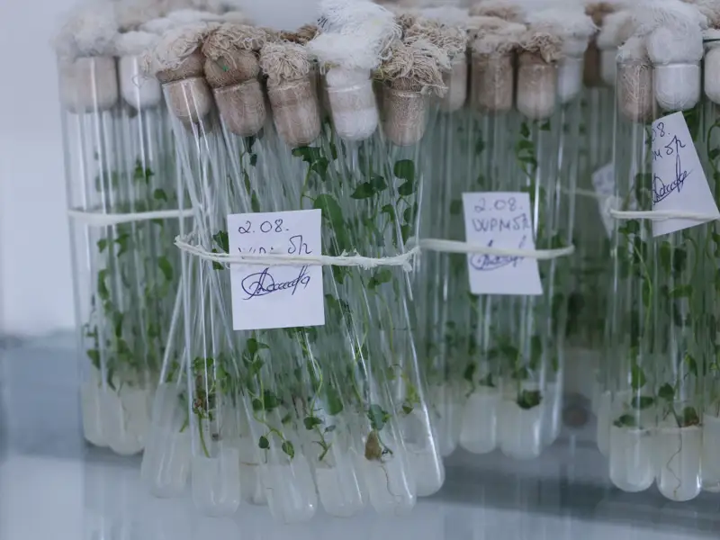 генетический банк семян лесных пород создадут  в казахстане