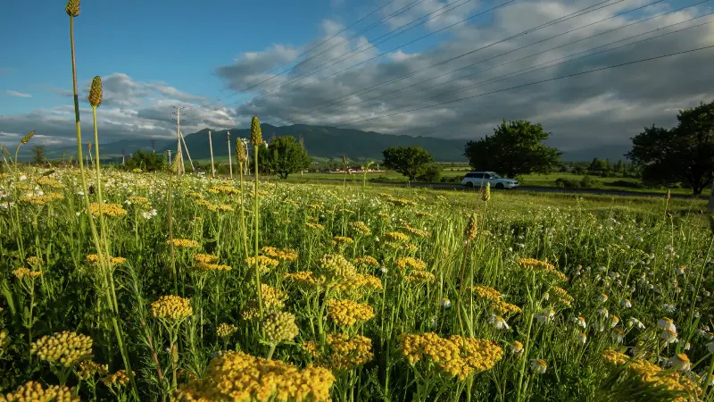 теплая и сухая погода в узбекистане и дожди в кыргызстане: погода на среду, 29 мая 2024