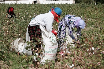 таджикские хлопкоробы превратились в заложников системы, где урожай — это долг, а прибыль — миф