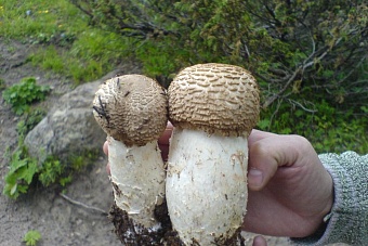 в казахстане введут налог за сбор дикорастущих растений