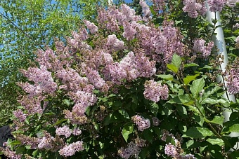сильная жара и проливные дожди с ветром: погода в казахстане в пятницу, 7 июня 2024